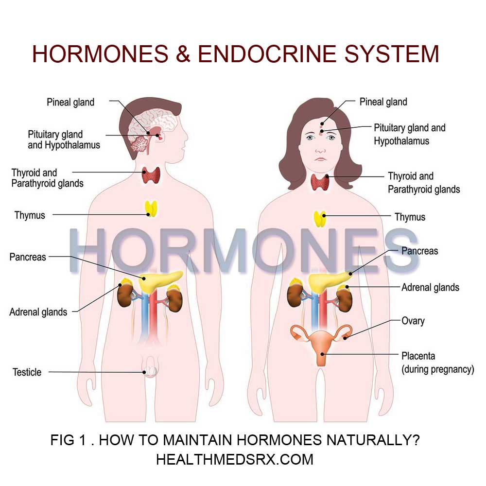 Maintain Hormones Naturally Healthmedsrx.com