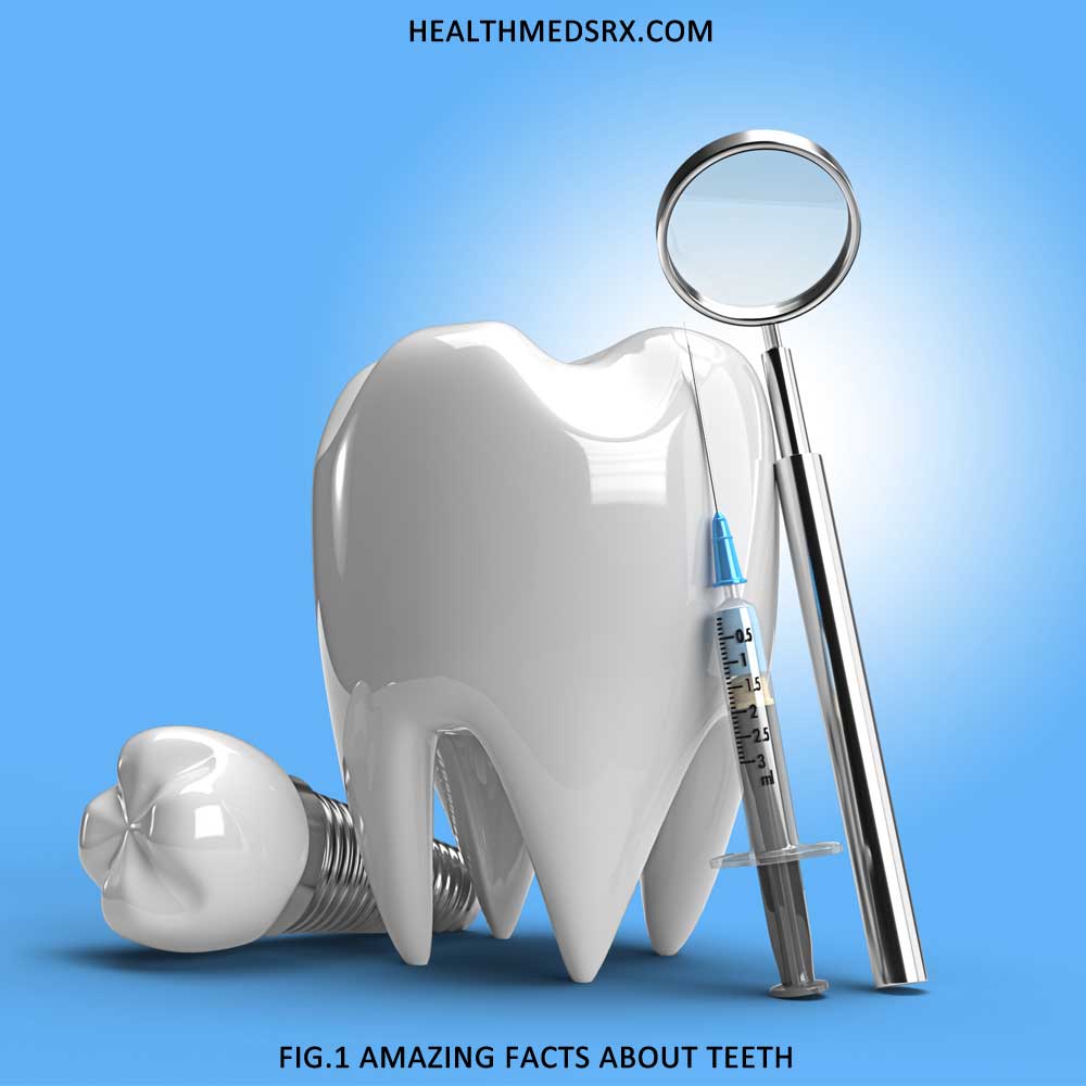 Facts About Human Teeth