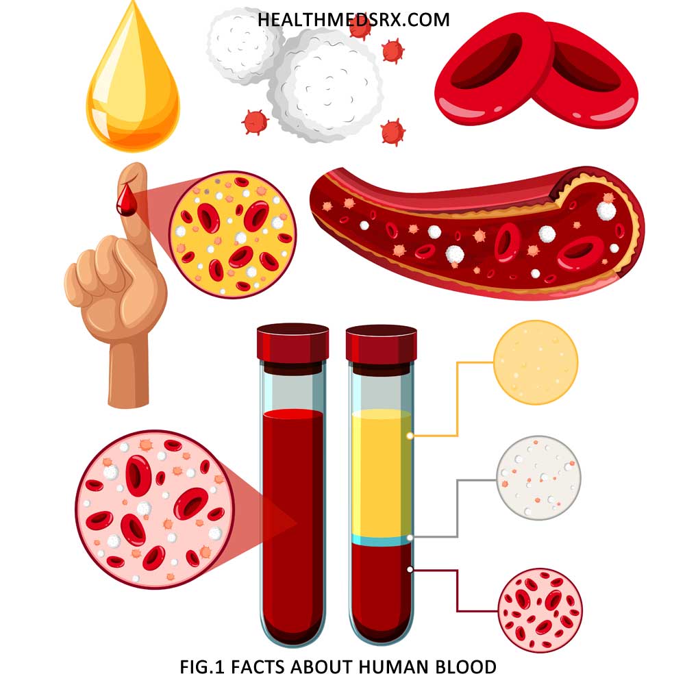 Facts about Human Blood