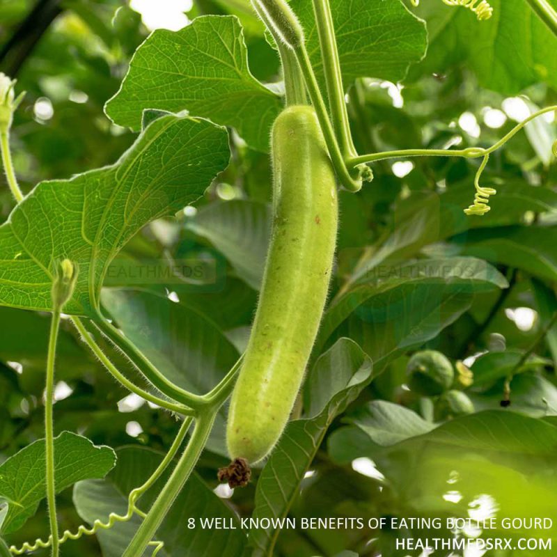 Bottle gourd Benefits