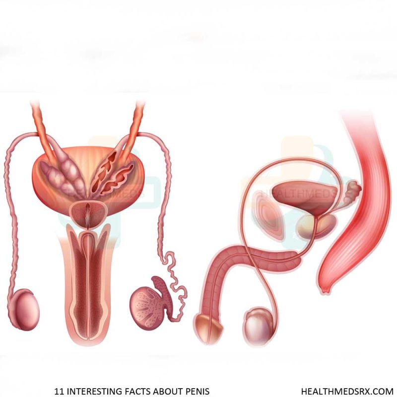 11 Interesting Facts about Penis