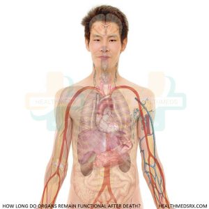 Organs that Remain Functional After Death