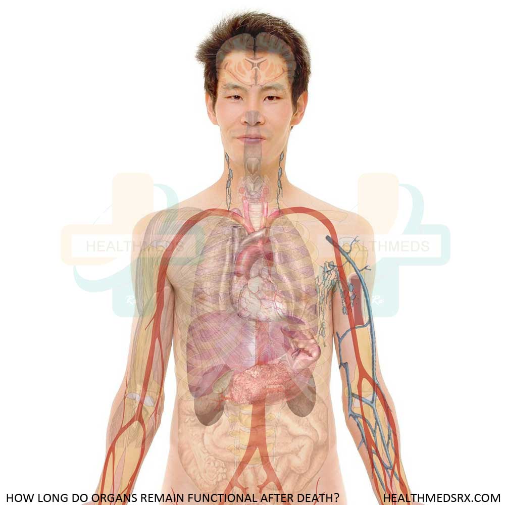 Organs that Remain Functional After Death